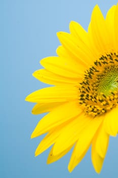 Sunflower with a blue background