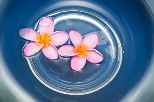 Two beautiful pink and yellow frangipani flowers floating in swirling blue water