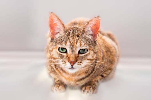 Beautiful young female torti-tabby cat on neutral background