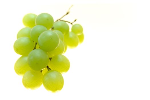 Cluster of green grapes