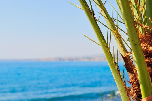 Date palm branches against the blue sky and sea.