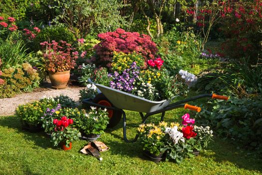 Wheelbarrow and trays with new plants - preparing for planting new plants in the garden on early September morning