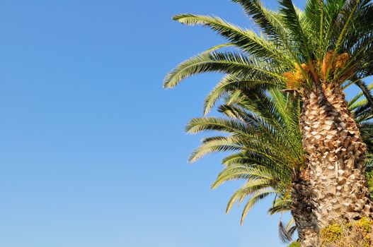 Date palm branches against the blue sky