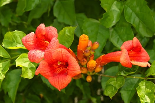 Eccremocarpus blossoming. Common name: Chilean glory flower