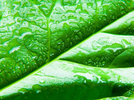 Green leaf with water drops