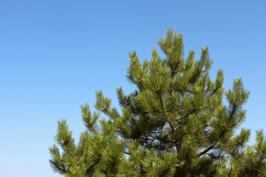 Treetop young pine trees on blue sky background