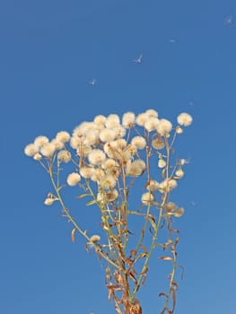 Plant on a background of blue sky