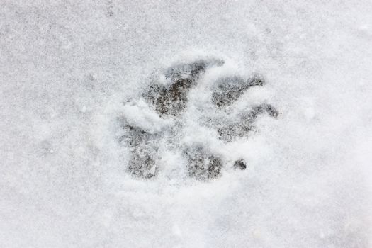A dog track on snow