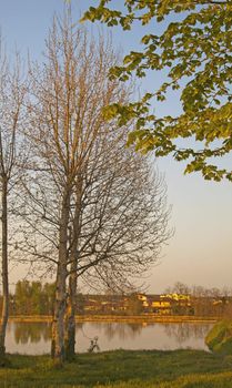 Trees on the border of a little lake