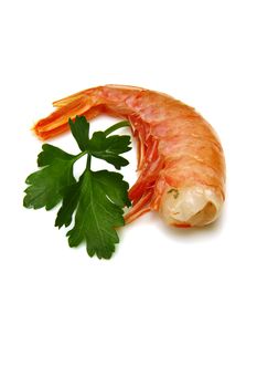 fresh shrimp isolated