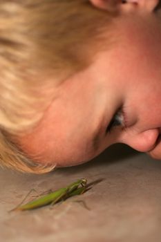 Little boy looking close up to a preying mantis