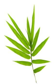 Bamboo leaves on white background