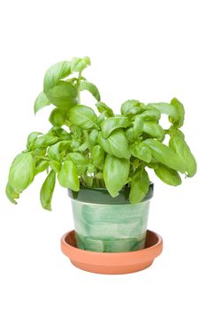 Homegrown basil herb on a white background