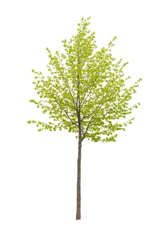 Young tree isolated on a white background