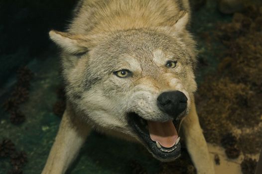 Stuffed animal depicting wolf in attacking attitude