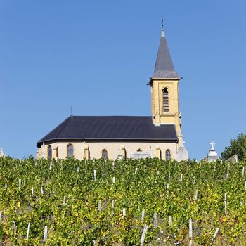 vineyards and churchin french country in summer