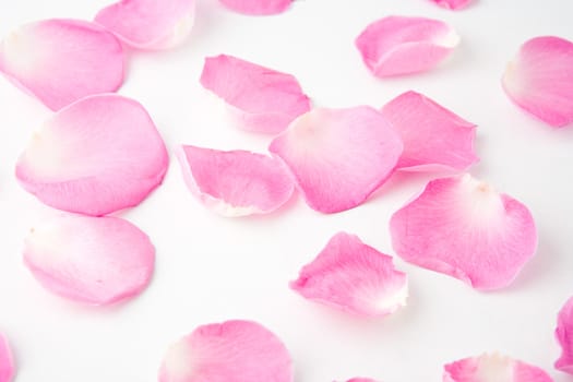 Rose petals on white backgruond