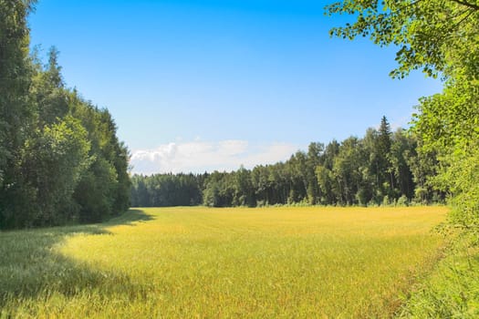 Wheat field in mid summer