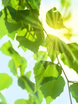 Leaves of birch with bright sun