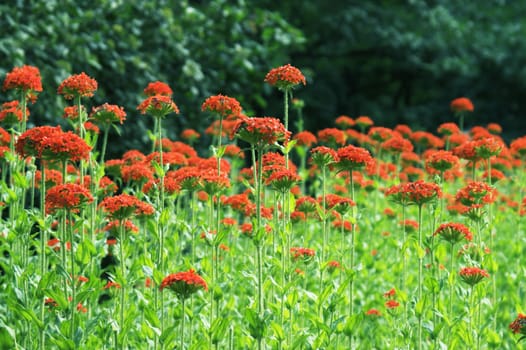 Flowers in a summer park.