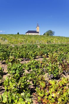 vineyards and little church in french country in summer