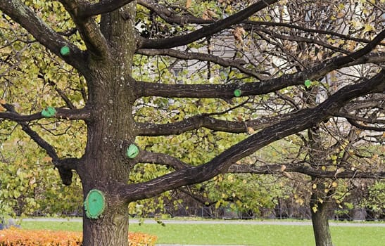 A tree with large branches and bark patches.