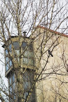 An upper part of a building seen from ground, and a crow perching on a tree nearby.