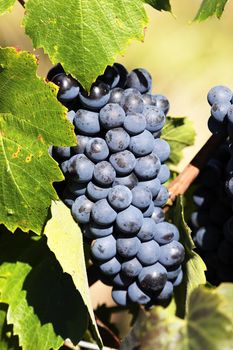 mature grape-vine wait the harvesting in France