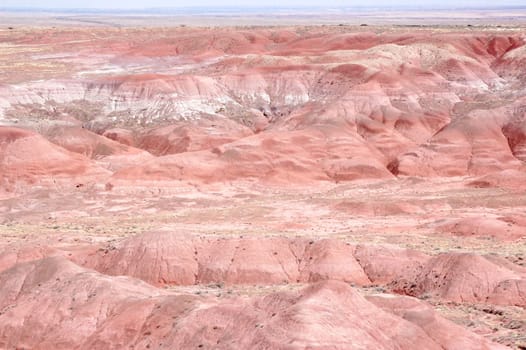 Petrified Forest Landscape