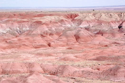 Petrified Forest Landscape