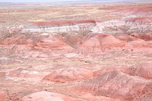 Petrified Forest Landscape