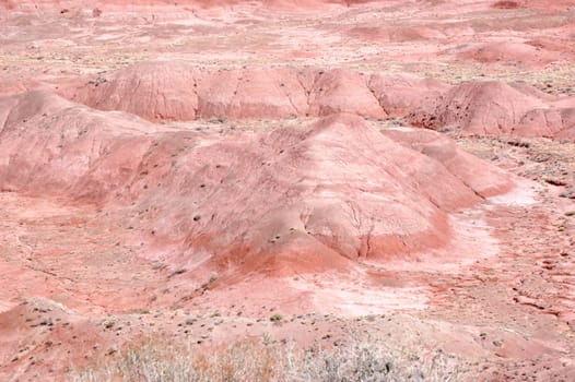 Petrified Forest Landscape