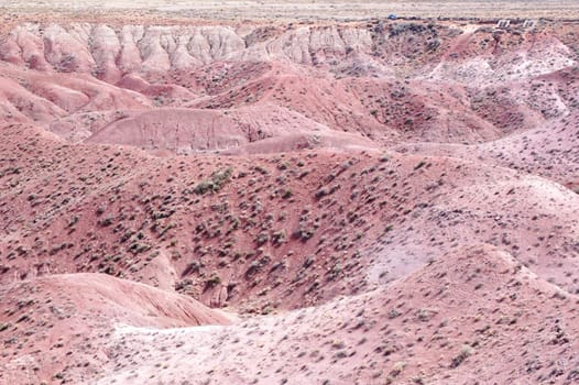 Petrified Forest Landscape