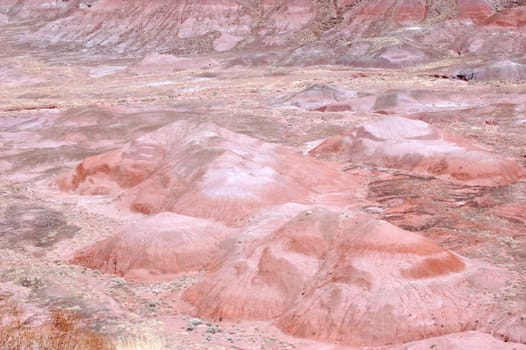 Petrified Forest Landscape