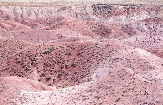 Petrified Forest Landscape