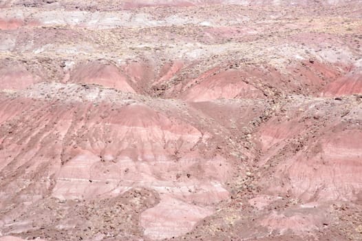 Petrified Forest Landscape