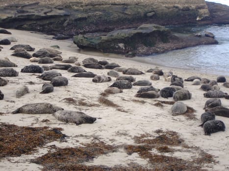 Seals on the beach