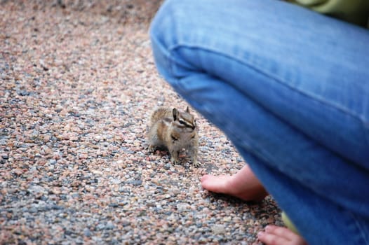 Chipmunk looks to person for food