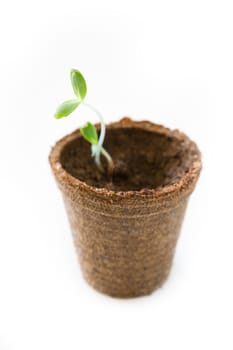 Seedling of a plant over white