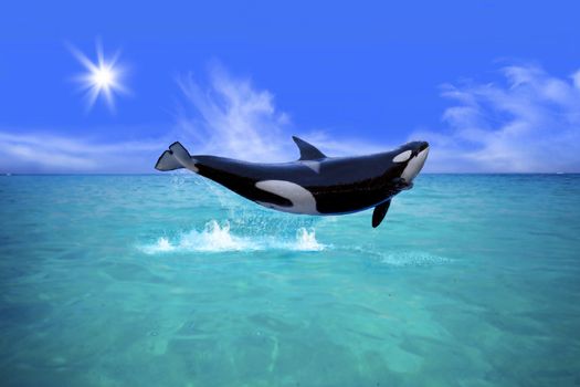 Killer Whale jumping out of the water