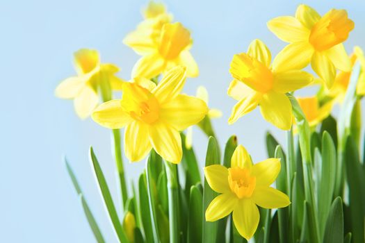 Yellow narcissuses over blue background