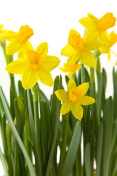 Yellow narcissuses over white background