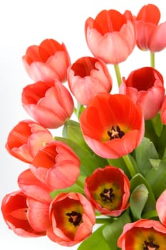 Red tulips over white background