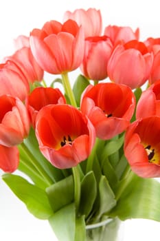 Red tulips over white background