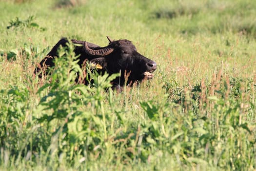 water buffalo in swamp area