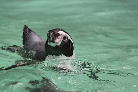 Humboldt Penguin in turquois water