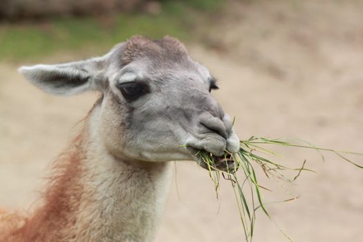 guanaco eating grass