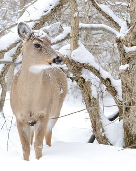 Whitetail deer doe standing in the woods in winter snow.