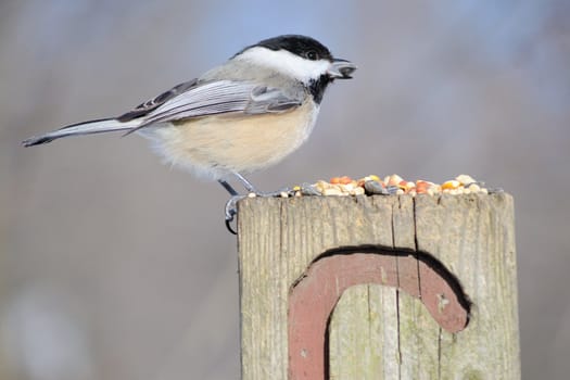 A black-capped chickadee perched on a post eating bird seed.