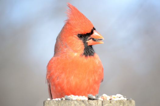 A male cardinal perched on a post eating bird seed.
